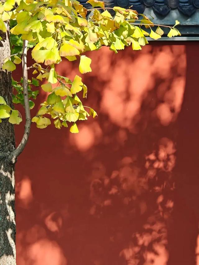 顶流预警！青羊银杏观叶指南来了