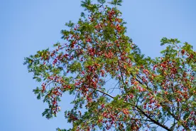 贵州从江：侗寨红豆杉果实满枝头图片