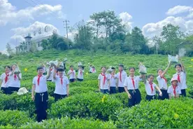 屯溪区：萌娃采茶迎“五一”图片