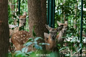 3只小鹿两雌一雄游上海交大：在即将建成的东区生态林里发现图片