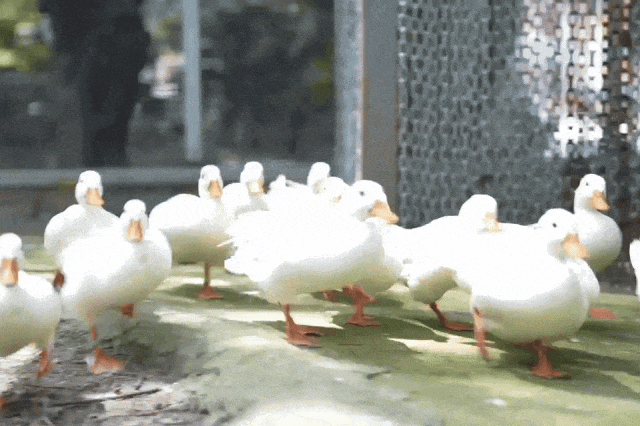 就今天！巅峰日夜狂欢开启！