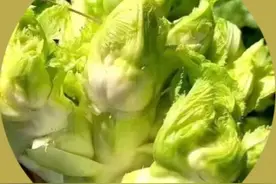 它是天然的“败火菜”，冬天吃一吃，清火气、养肠胃，很多人不知道图片