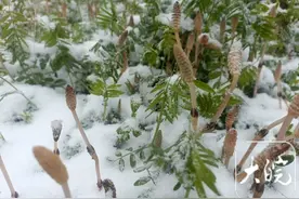 安徽多地下春雪  专家称或殃及省内高山茶图片