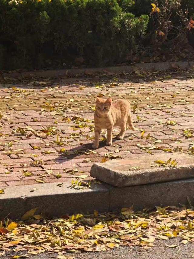 太美了！这里是日照万安路