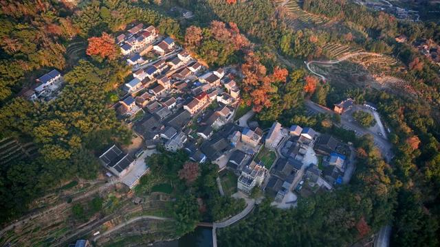 福建暖冬，又是一年好“枫”景