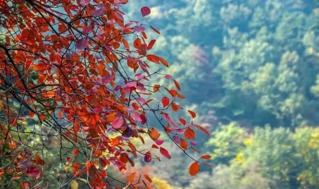 冉冉秋光色，今日又重阳！快用一场登高赏景晒一晒潮湿的心情~