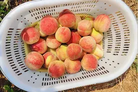 成都首批水蜜桃上市！到地里采摘5元一斤，果农：今年个头小、价格低图片