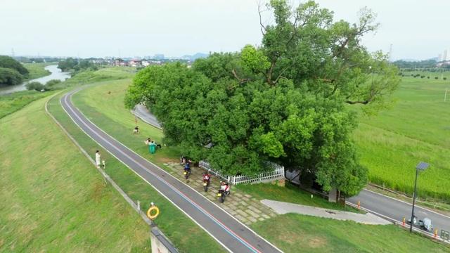 看！西险大塘的“蝶变四重奏”