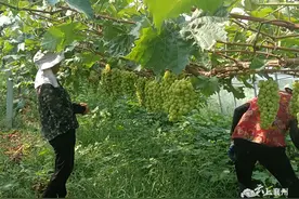 “阳光玫瑰”缀满枝 “葡”就乡村振兴路图片