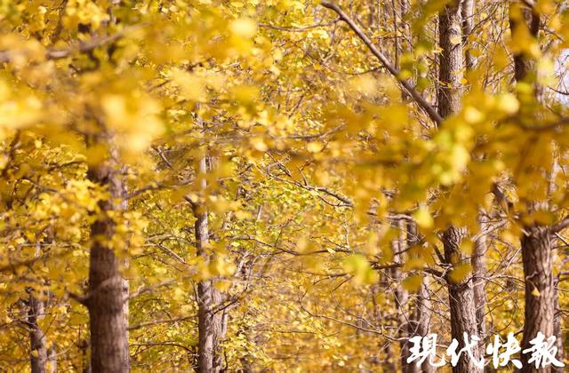 满城尽带“黄金甲”！盐城“网红”银杏长廊进入最佳观赏期