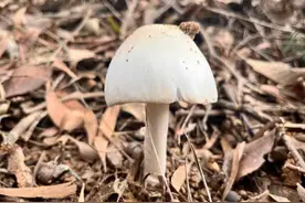 野生蘑菇不要采！深圳已出现自行采食中毒事件图片