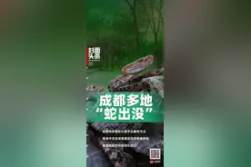 入夏以来成都多个小区“蛇出没” 专家：成都以原矛头蝮蛇为主，被咬后切忌绑扎｜封面头条图片
