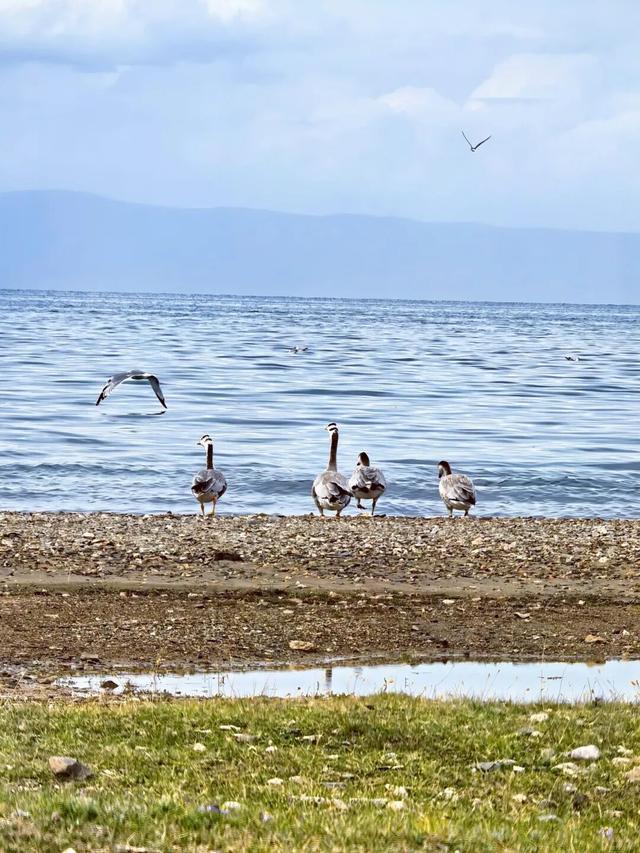 白露至，南方仍暑热！青海湖二郎剑已悄然入秋，20℃清凉等你错峰畅游！