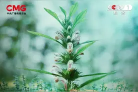 《本草流芳》：“坤草”益母如何呵护女性健康图片