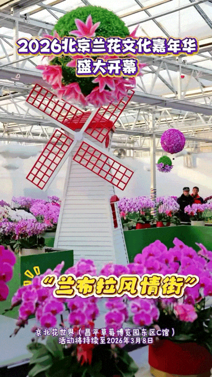 太美了！北京室内花海绽放，“兰”不住的冬日浪漫