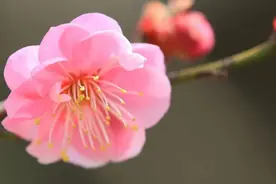 春蕾女童：花开，“微微”绽放图片