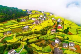 你在春天看油菜花，我在想怎么榨菜籽油🤩图片