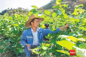 文化周刊 | 春光正好、枝头果艳 这份琼中采摘地图请收好图片