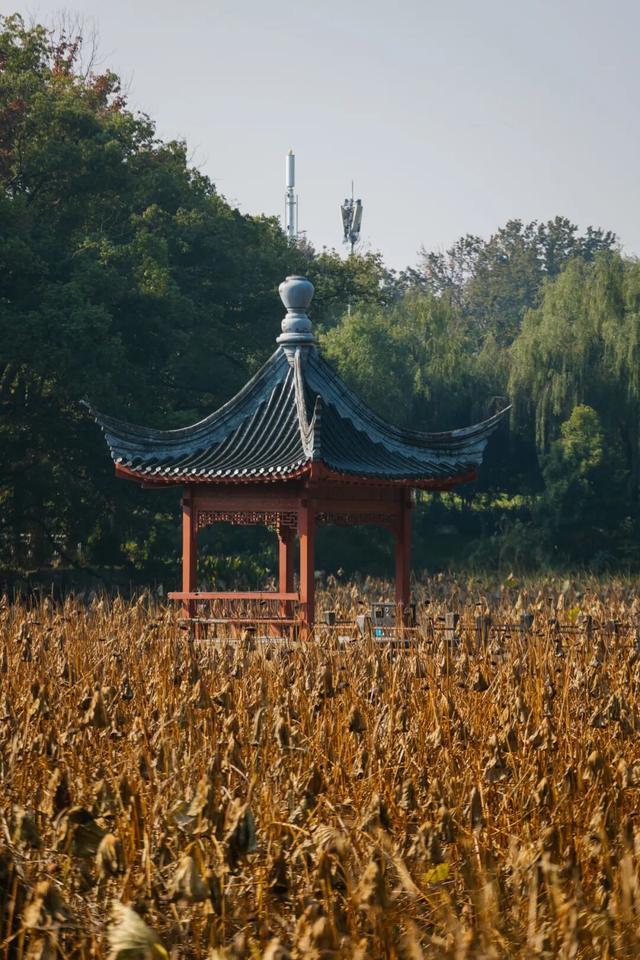 东湖秋日图鉴③｜磨山秋笺：一叶一诗，帧帧藏秋韵