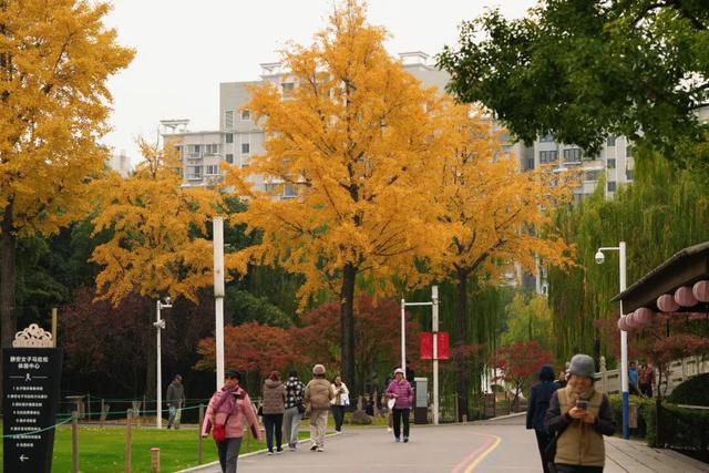 就是现在！大宁公园，美呆了！