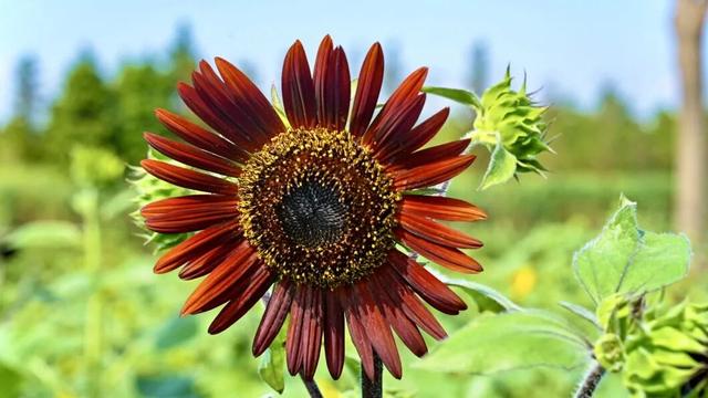 抓住最后观赏期！金秋花海新品种“波尔多红酒”、治愈“笑脸”…申工社×光明田原送游玩福利！