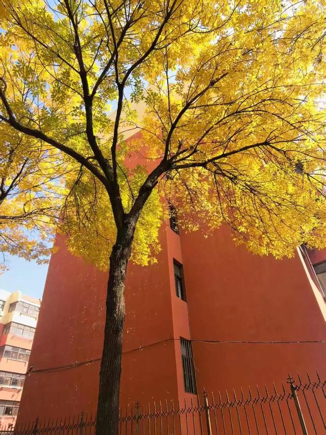 太美了！这里是日照万安路