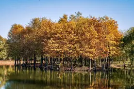 步步皆诗意，宝山这片涵养林成了绚丽多彩的调色板图片