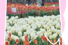 来湖南省植物园看樱花要如何预约？一文全知道图片