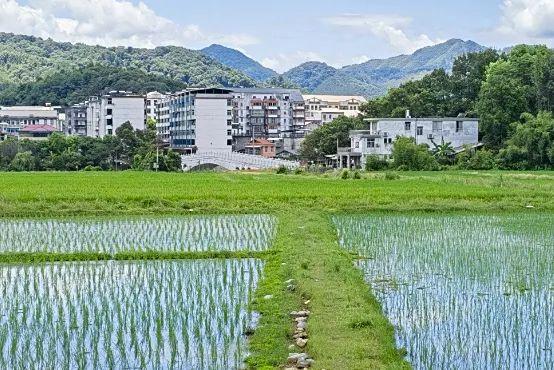 来三明岩前赴一场稻田之约吧！