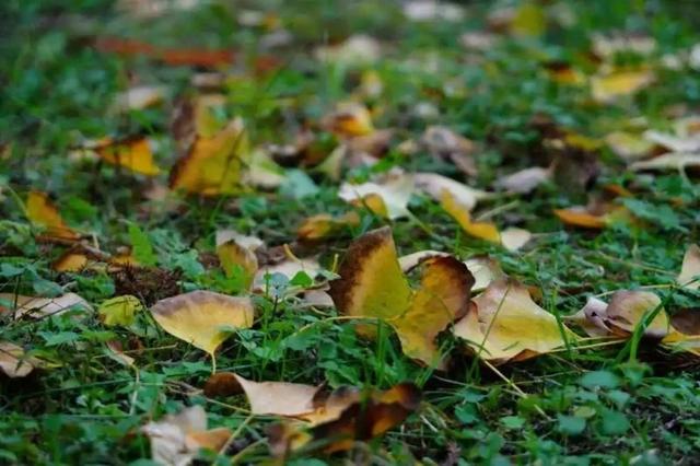 醉美秋色！福州鼓岭迎来“颜值巅峰”期！