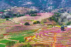 桃花灼灼映春色图片