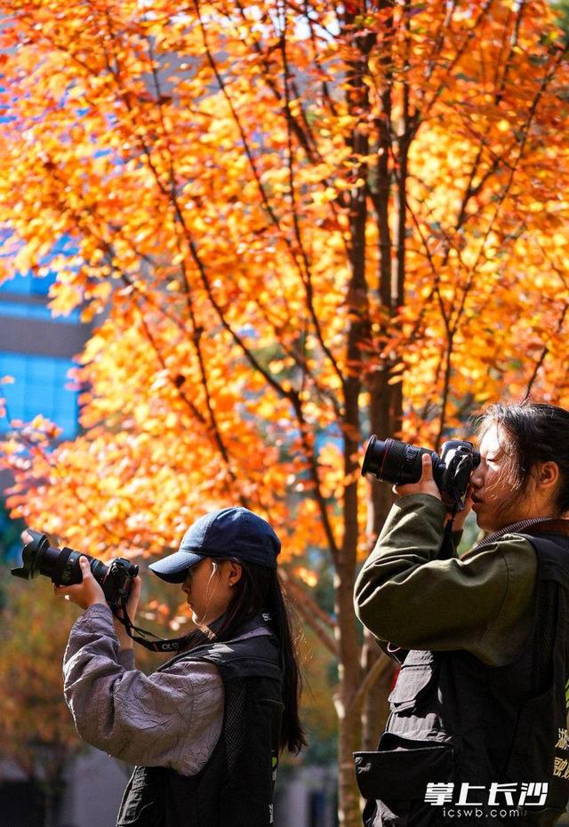 湖南农大枫叶进入最佳观赏期，错过等一年