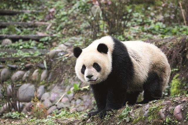 熊猫的故事：它从远古走来