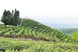 一片茶叶成就一个产业！安康112万亩富硒茶开园图片