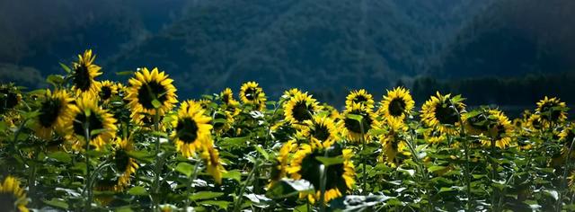 【跟着火把节游凉山】会理140亩向日葵花海！浪漫已就位，快来打卡吧！