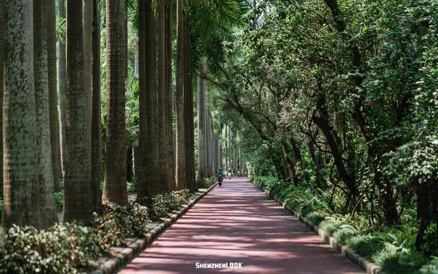 “看牛看海看夜景，深圳骑行路线精选”