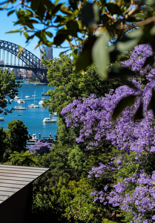 悉尼蓝花楹盛开