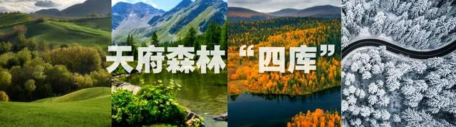 锦绣天府·安逸四川｜单日2.3万人次！广元旺苍县一片红叶催热生态游