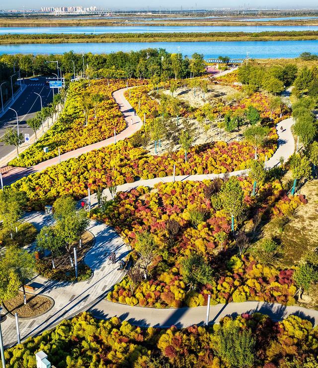 镜头丨中新天津生态城白鹭洲公园地肤草“换装”：秋日限定美景引客打卡