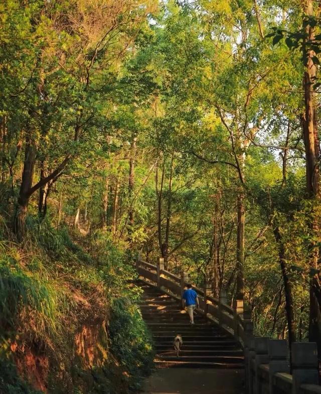 重阳登高好去处，顺德这些打卡点让你尽揽秋色！