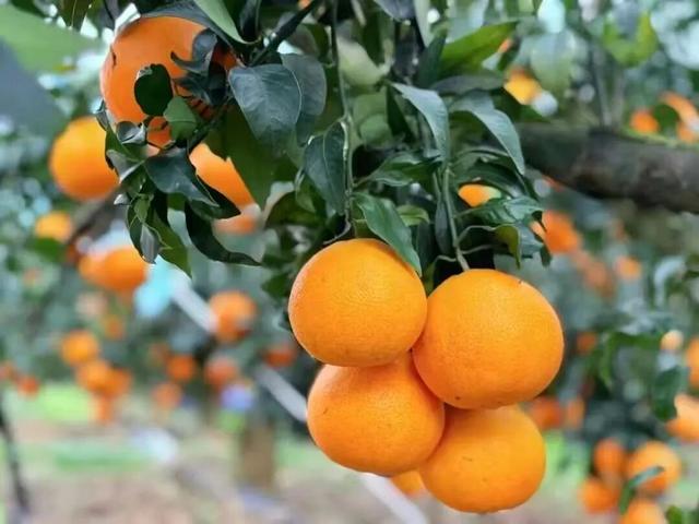 别再问年味去哪儿了！明天来叙永仙人洞，这碗刨猪汤等你来尝！