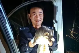 民警助迷路果子狸脱困 安全护送其回归山林图片