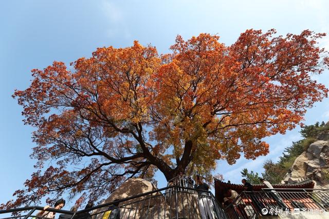 崂山神清宫遗址的五角枫