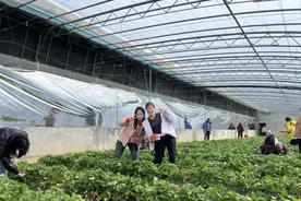 东营港消防救援大队开展草莓采摘活动图片