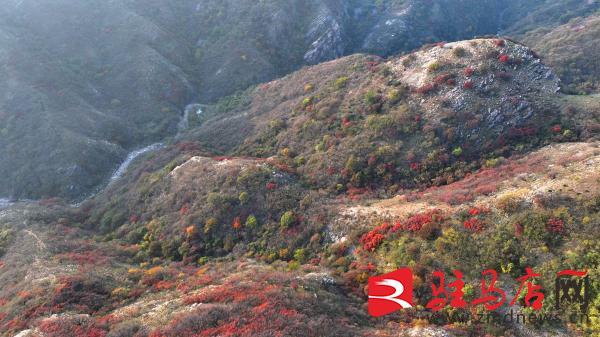 层林尽染！口门水库山间红叶进入最佳观赏期