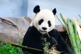 10只大熊猫！湖南岳阳中华大熊猫苑今日正式开园图片