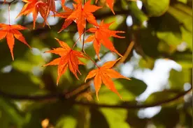 防治老年慢性便秘，中医调理有妙招图片