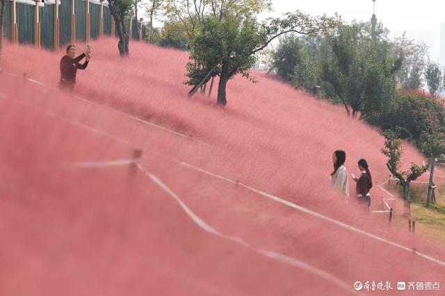 济南东站龙脊河畔，粉黛乱子草花海受热捧