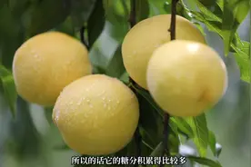 “炎陵+黄桃”，结出别样甜图片