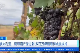 数百万棵葡萄树或被拔掉！葡萄酒产能过剩，多国现“拔树潮”图片